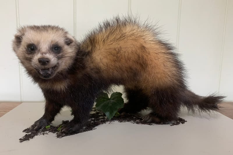 Graham's extensive experience enables him to skillfully handle all types of game, regardless of size. Whether it's a small trophy or a large mount, he brings the same level of expertise and attention to detail to every project.