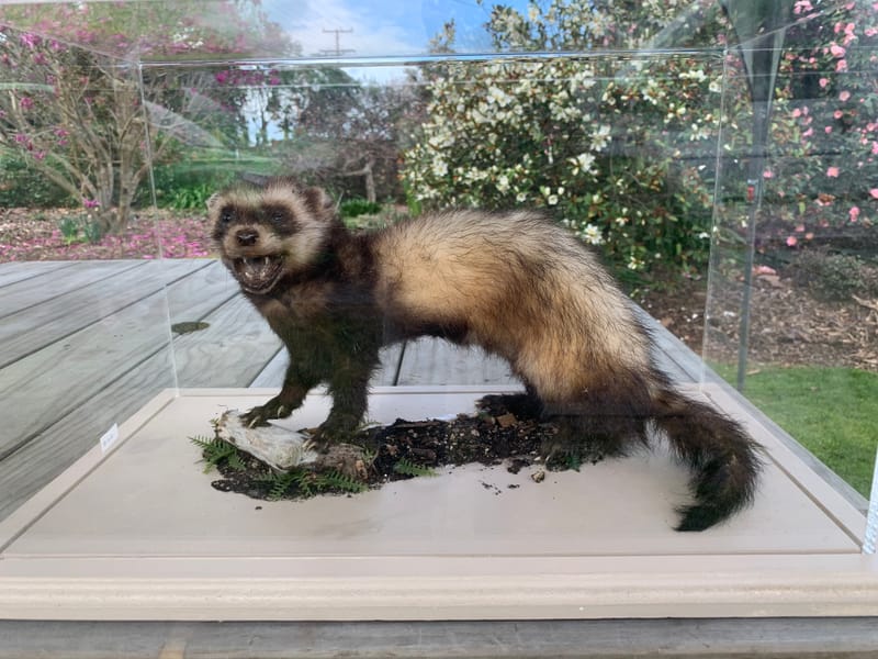 Graham's extensive experience enables him to skillfully handle all types of game, regardless of size. Whether it's a small trophy or a large mount, he brings the same level of expertise and attention to detail to every project.