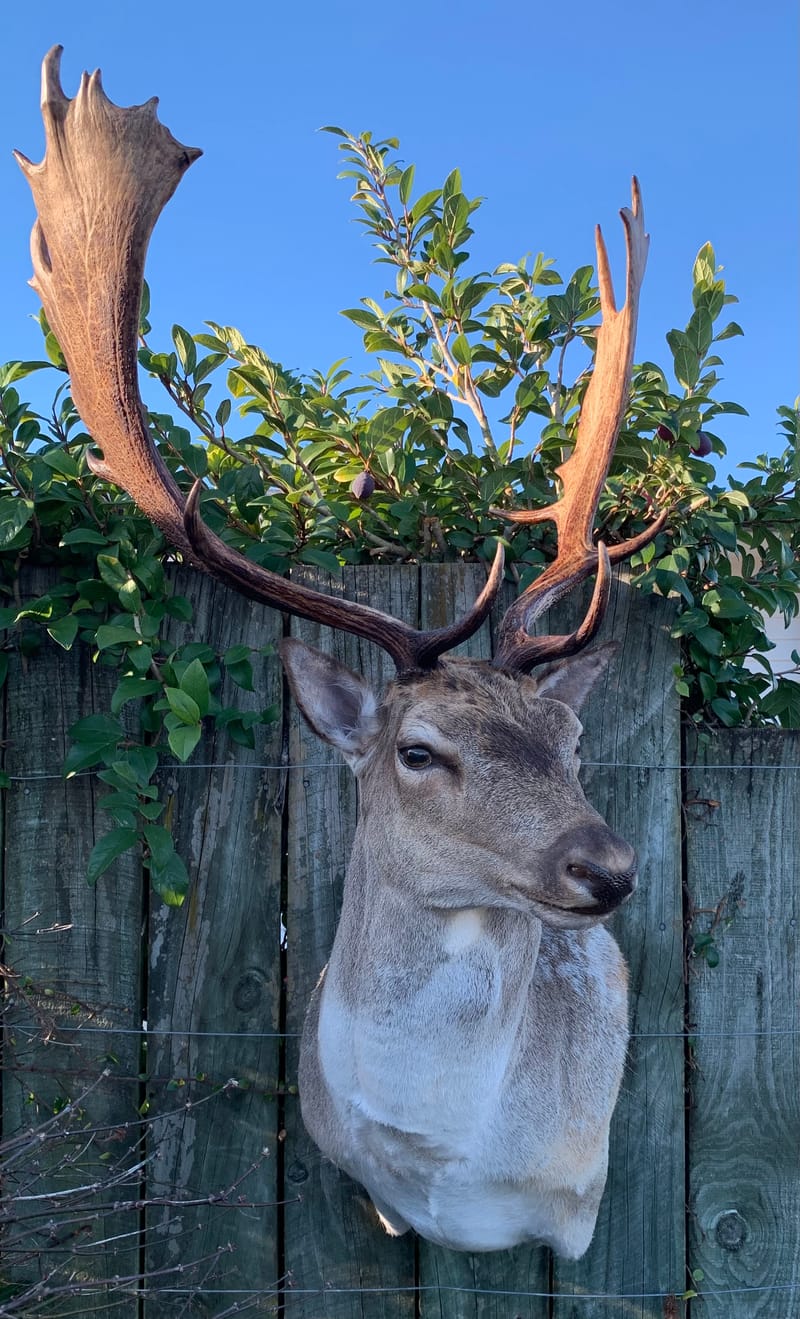 Game Heads, Boar Heads, Life-sized Game + More