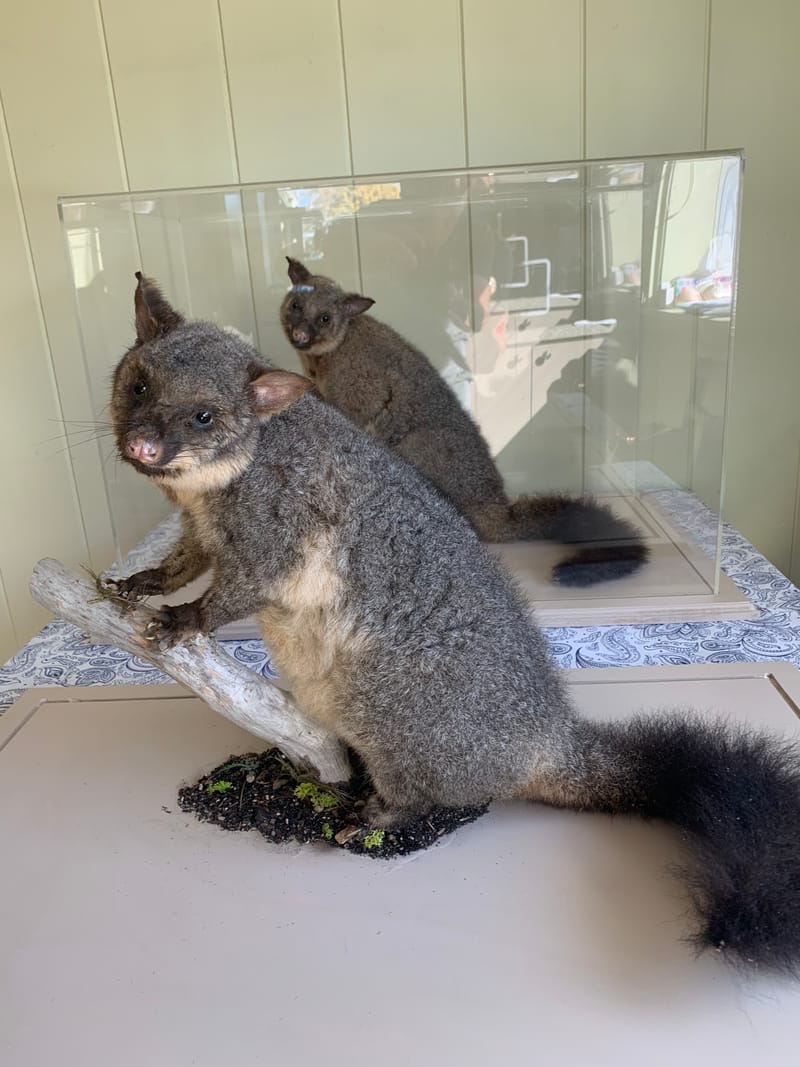 Graham's extensive experience enables him to skillfully handle all types of game, regardless of size. Whether it's a small trophy or a large mount, he brings the same level of expertise and attention to detail to every project.