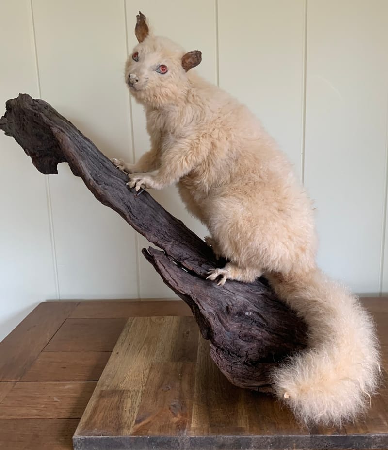 Graham's extensive experience enables him to skillfully handle all types of game, regardless of size. Whether it's a small trophy or a large mount, he brings the same level of expertise and attention to detail to every project.