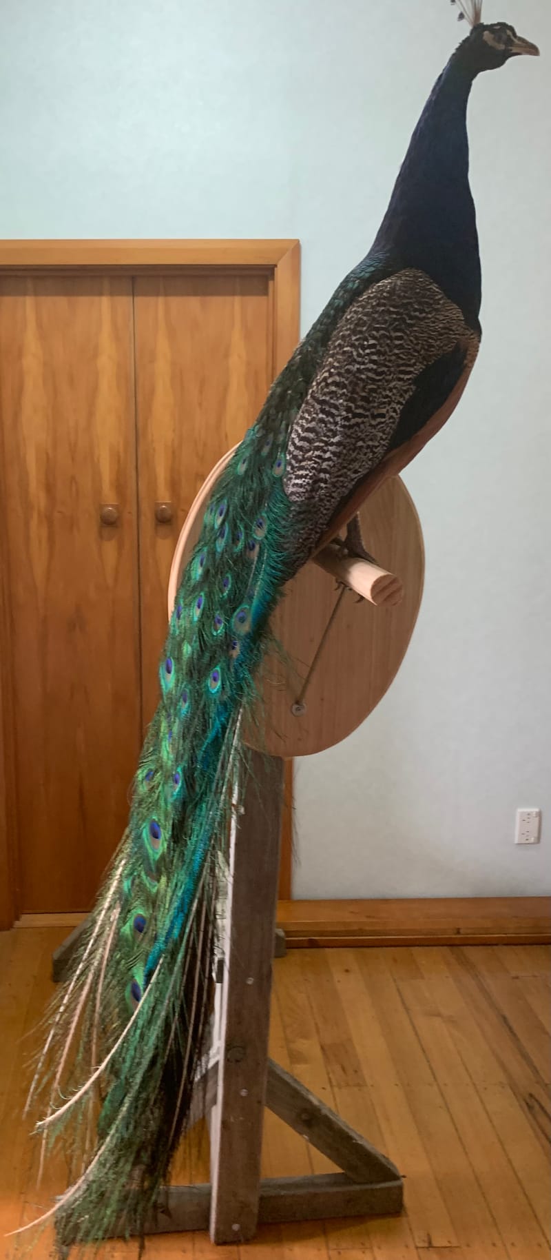 We mount birds of any size or species.