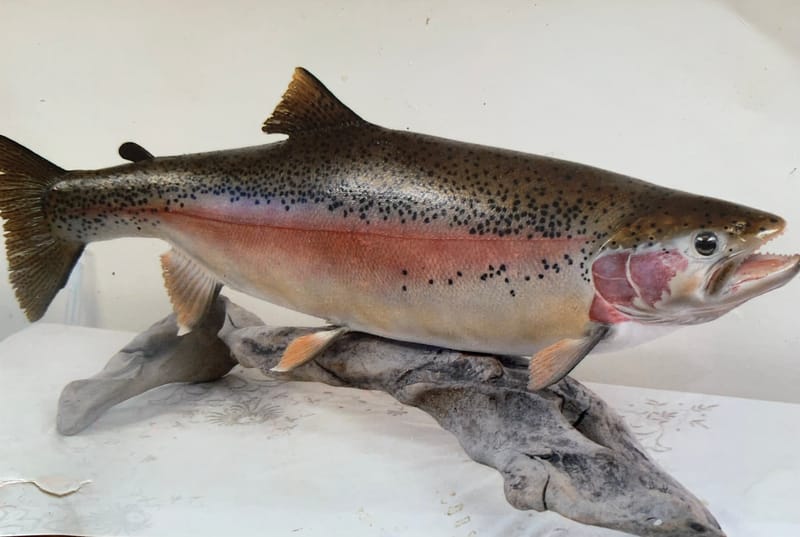 We offer both Fish Replicas and Skin Mounted Fish 