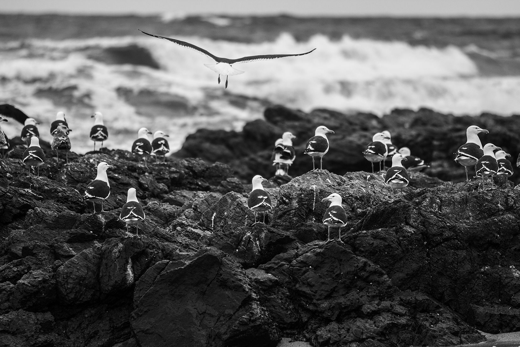 Voando na Crista da Onda