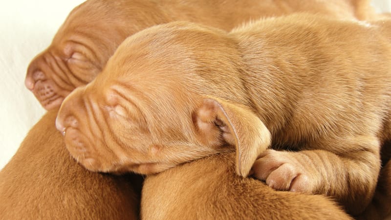 How to best care for your new pup
