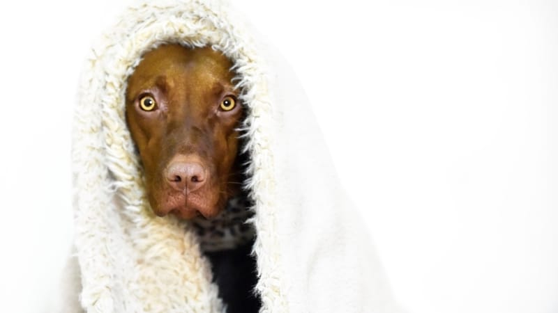 How to capture your ballistic puppy