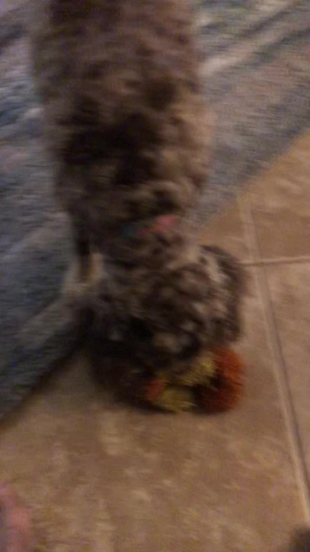 Roxi with her toy