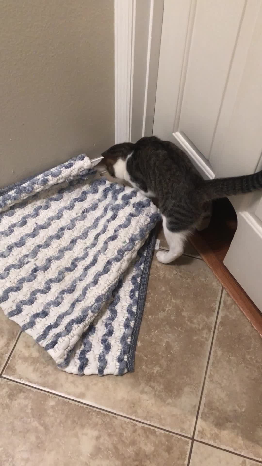 Stormy likes to gather all the rugs