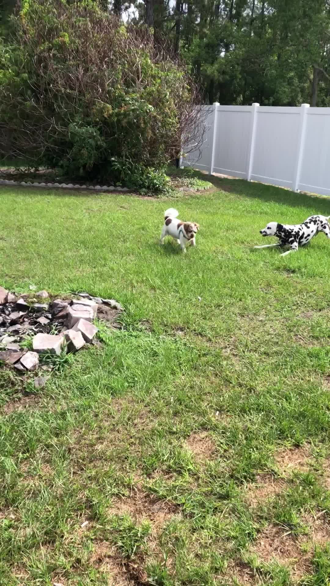 Catch me if you can