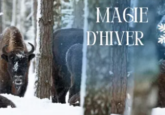 Magie d'hiver