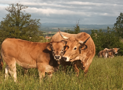 Aubrac, Terre d'élevage