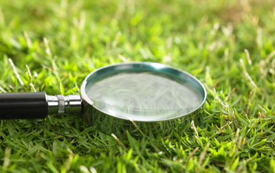 Le petit monde de la forêt