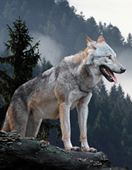 Sur la trace des loups