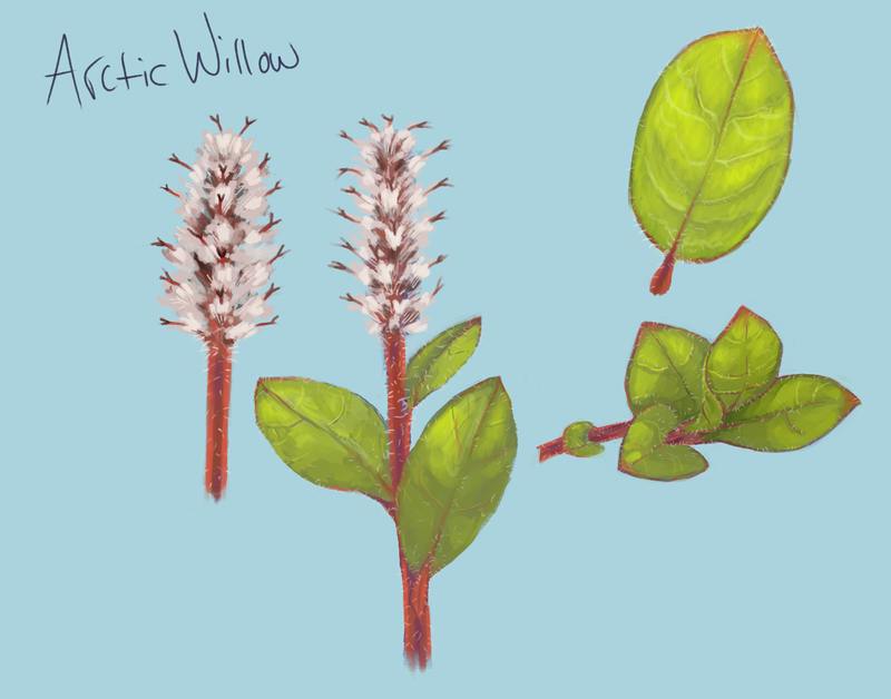 Animals & Environment