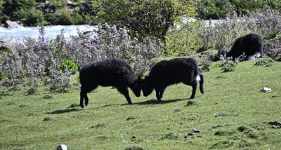 Managing Conflict in Farm Succession: A Path to Resolution