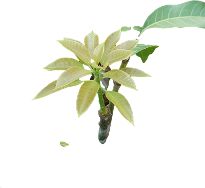 NSR mango plants