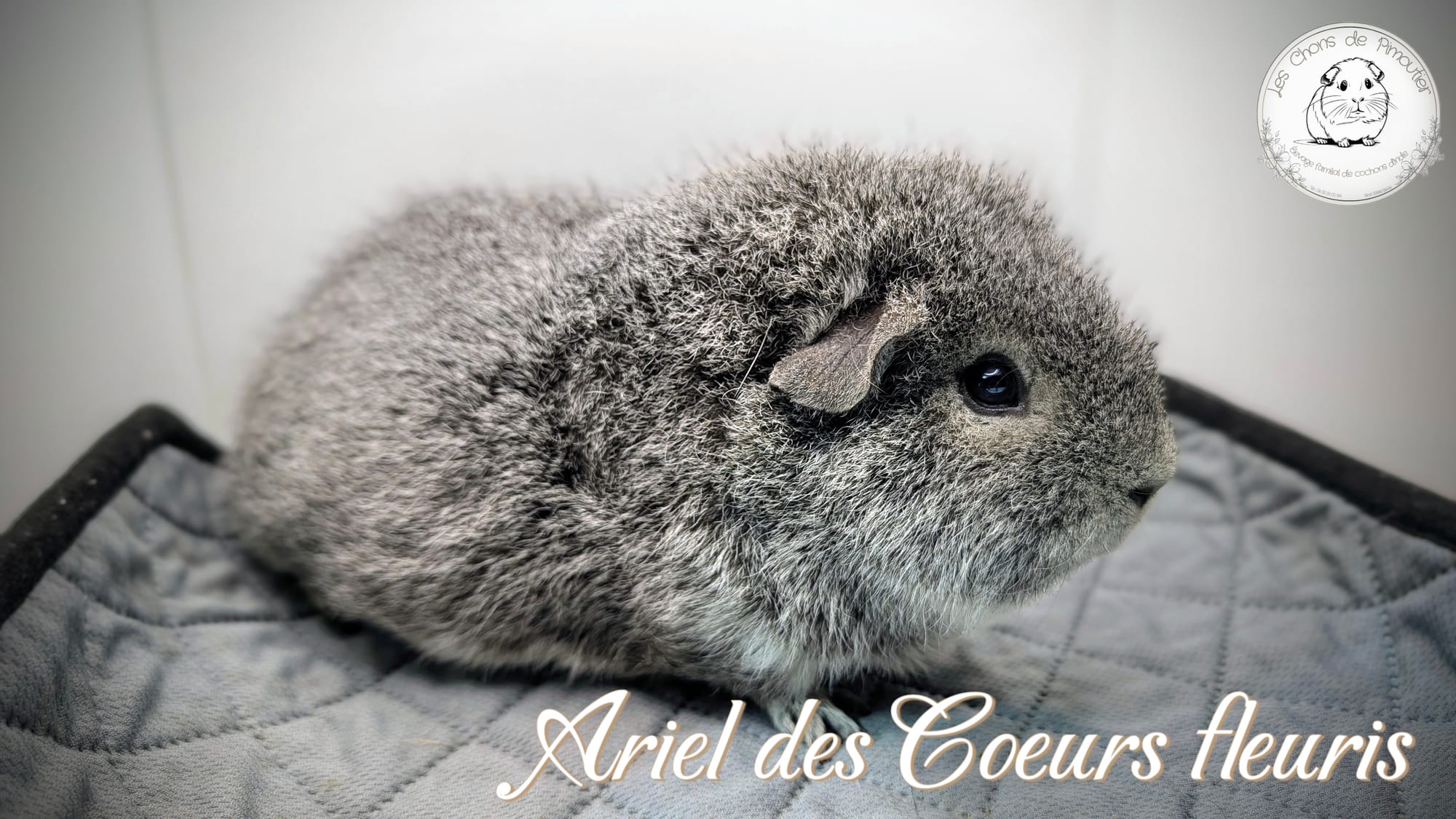 Ariel des Coeurs Fleuris