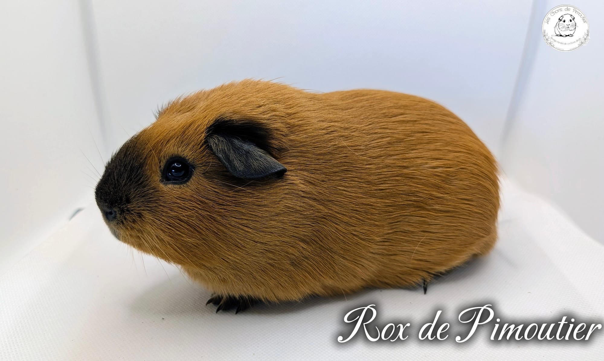 Rox de Pimoutier