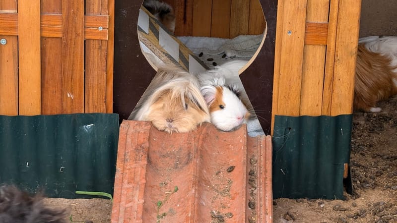 Adoptions et Conseils