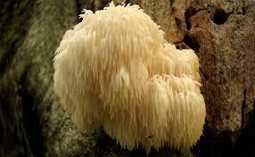 Lion Mane Mushroom