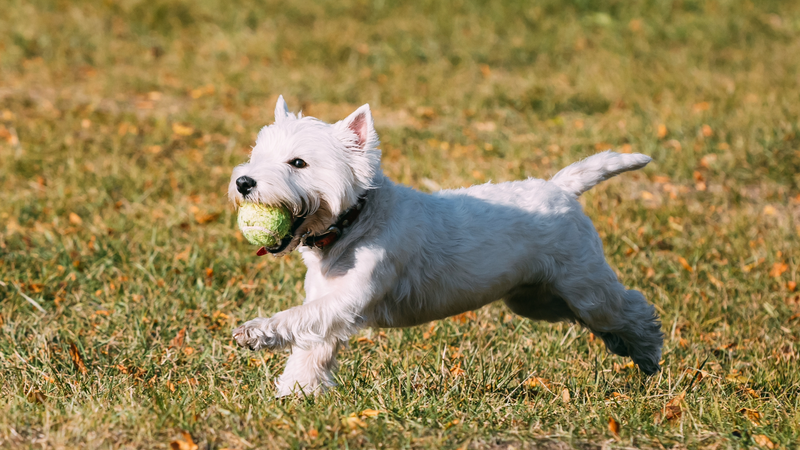 Les Meilleures activités pour un Westie Actif 