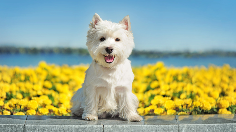 Les Accessoires Indispensables pour le Bien-Être de Votre Fidèle Compagnon à Quatre Pattes